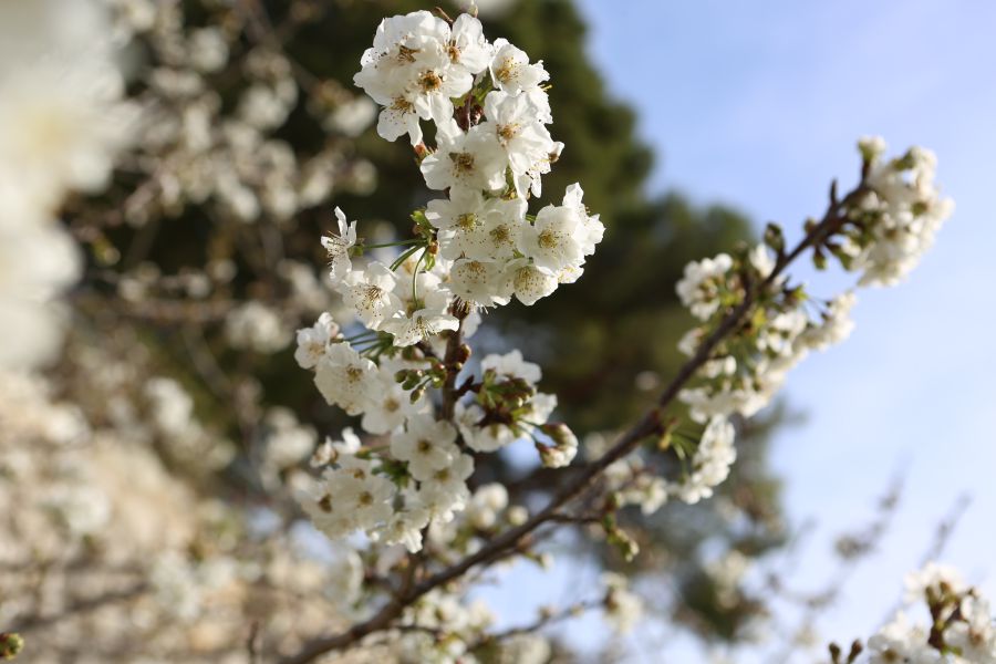 Mandelblüten eine Attraktion für den Tourismus auf Mallorca - 0S1A934411111111 - Hotel Rural Monnaber Nou Mallorca