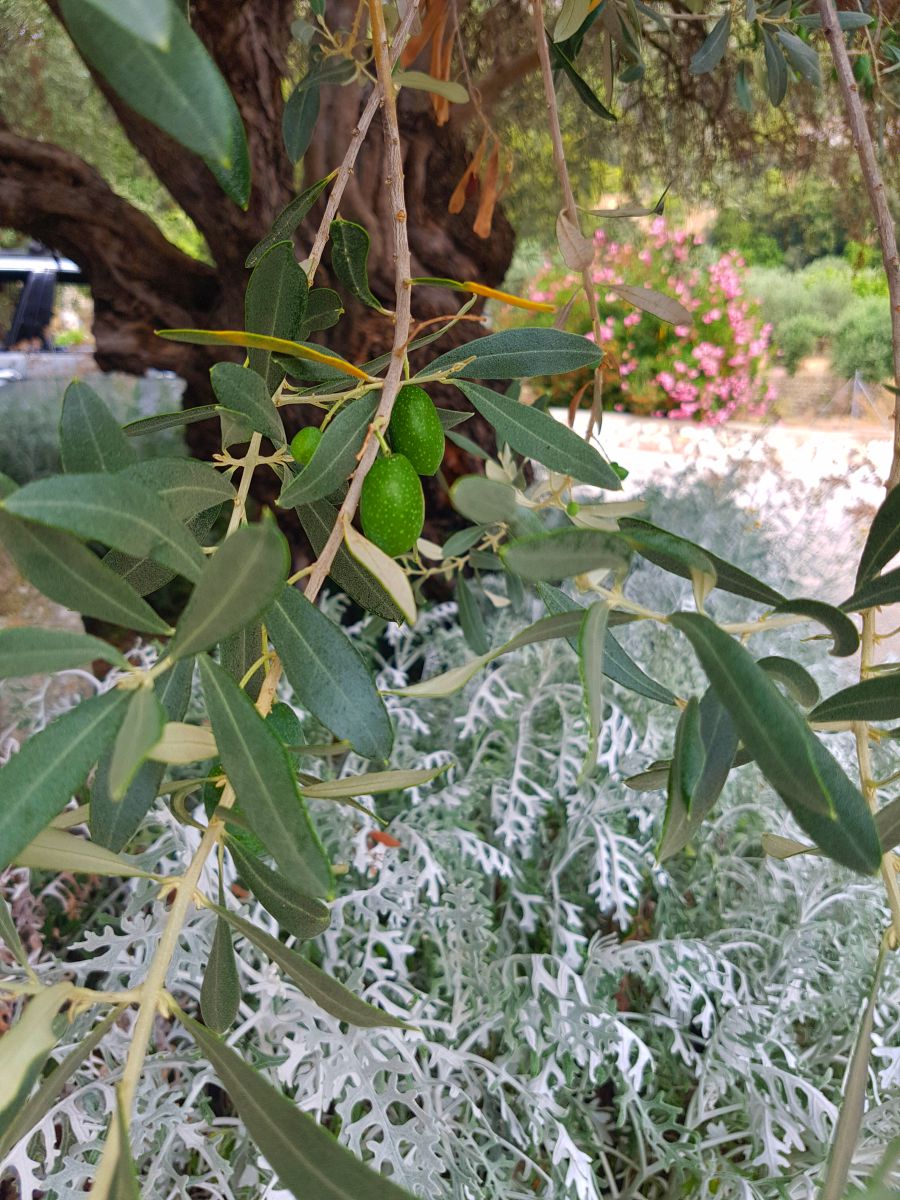 Our olive trees - 20170721 121129 - Hotel Rural Monnaber Nou Mallorca