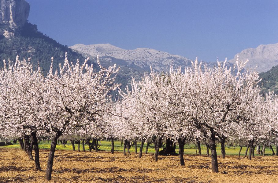 Almond blossom - 8343e7506f92179257e6289904d8e134 - Hotel Rural Monnaber Nou Mallorca