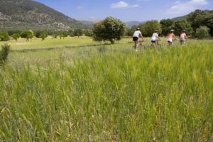 Couples riding bicycles through rural field - sports deportes mallorca 48 - Hotel Rural Monnaber Nou Mallorca