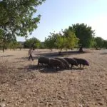 Galería de Fotos - 20160830 173227 - Hotel Rural Mallorca Monnaber Nou