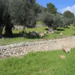 Galería de Fotos - IMG 0022 - Hotel Rural Mallorca Monnaber Nou