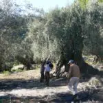 Galería de Fotos - P1000796 - Hotel Rural Mallorca Monnaber Nou