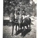 Galería de Fotos - batre monnaber antigua 2 - Hotel Rural Mallorca Monnaber Nou