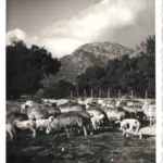 Galería de Fotos - camp monnaber antigua 4 - Hotel Rural Mallorca Monnaber Nou