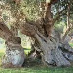 Galería de Fotos - hotel exterior 48 - Hotel Rural Mallorca Monnaber Nou