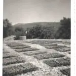 Galería de Fotos - terraza monnaber antigua 3 - Hotel Rural Mallorca Monnaber Nou