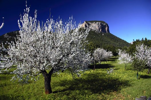 flor almendro mallorca 2