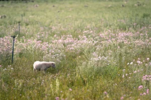 finca-monnaber-nou-11 - finca monnaber nou 11 - Hotel Rural Monnaber Nou Mallorca