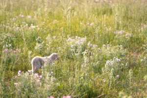 finca-monnaber-nou-12 - finca monnaber nou 12 - Hotel Rural Monnaber Nou Mallorca