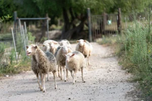 finca-monnaber-nou-13 - finca monnaber nou 13 - Hotel Rural Monnaber Nou Mallorca