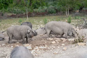 finca-monnaber-nou-14 - finca monnaber nou 14 - Hotel Rural Monnaber Nou Mallorca