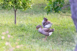 finca-monnaber-nou-15 - finca monnaber nou 15 - Hotel Rural Monnaber Nou Mallorca