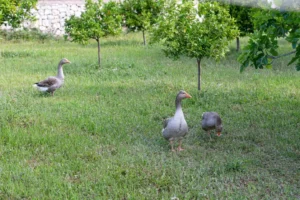 finca-monnaber-nou-17 - finca monnaber nou 17 - Hotel Rural Monnaber Nou Mallorca