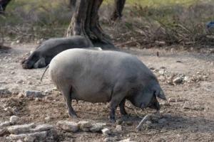 finca-monnaber-nou-18 - finca monnaber nou 18 - Hotel Rural Monnaber Nou Mallorca