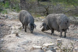 finca-monnaber-nou-19 - finca monnaber nou 19 - Hotel Rural Monnaber Nou Mallorca