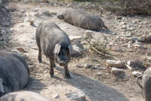 finca-monnaber-nou-20 - finca monnaber nou 20 - Hotel Rural Monnaber Nou Mallorca