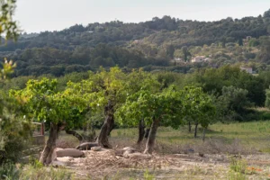 finca-monnaber-nou-21 - finca monnaber nou 21 - Hotel Rural Monnaber Nou Mallorca