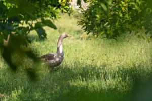 finca-monnaber-nou-23 - finca monnaber nou 23 - Hotel Rural Monnaber Nou Mallorca