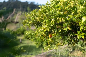 finca-monnaber-nou-24 - finca monnaber nou 24 - Hotel Rural Monnaber Nou Mallorca