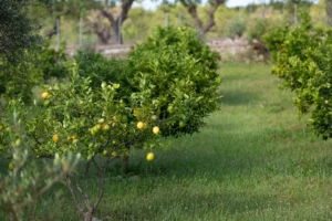 finca-monnaber-nou-25 - finca monnaber nou 25 - Hotel Rural Monnaber Nou Mallorca