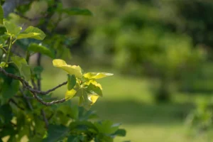 finca-monnaber-nou-26 - finca monnaber nou 26 - Hotel Rural Monnaber Nou Mallorca