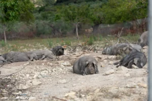 finca-monnaber-nou-28 - finca monnaber nou 28 - Hotel Rural Monnaber Nou Mallorca