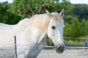 finca-monnaber-nou-3 - finca monnaber nou 3 - Hotel Rural Monnaber Nou Mallorca