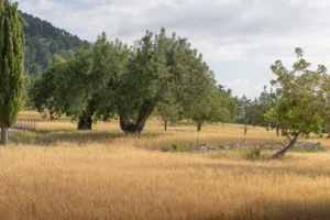 finca-monnaber-nou-30 - finca monnaber nou 30 - Hotel Rural Monnaber Nou Mallorca