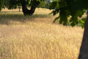 finca-monnaber-nou-31 - finca monnaber nou 31 - Hotel Rural Monnaber Nou Mallorca