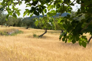 finca-monnaber-nou-32 - finca monnaber nou 32 - Hotel Rural Monnaber Nou Mallorca