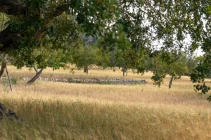 finca-monnaber-nou-33 - finca monnaber nou 33 - Hotel Rural Monnaber Nou Mallorca