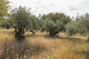 finca-monnaber-nou-34 - finca monnaber nou 34 - Hotel Rural Monnaber Nou Mallorca