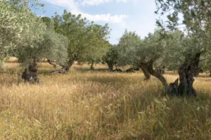 finca-monnaber-nou-35 - finca monnaber nou 35 - Hotel Rural Monnaber Nou Mallorca