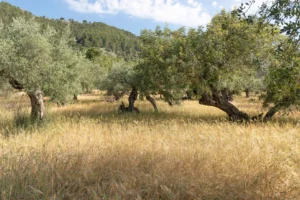 finca-monnaber-nou-36 - finca monnaber nou 36 - Hotel Rural Monnaber Nou Mallorca