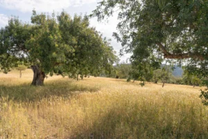 finca-monnaber-nou-37 - finca monnaber nou 37 - Hotel Rural Monnaber Nou Mallorca