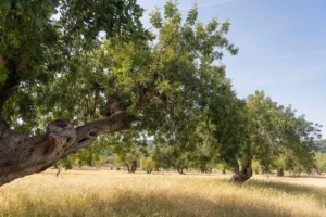 finca-monnaber-nou-38 - finca monnaber nou 38 - Hotel Rural Monnaber Nou Mallorca