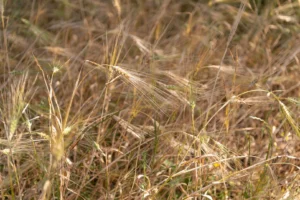 finca-monnaber-nou-39 - finca monnaber nou 39 - Hotel Rural Monnaber Nou Mallorca