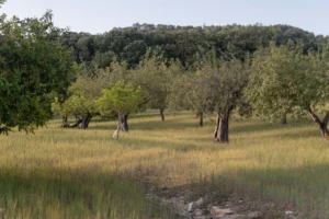 finca-monnaber-nou-4 - finca monnaber nou 4 - Hotel Rural Monnaber Nou Mallorca