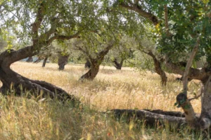 finca-monnaber-nou-40 - finca monnaber nou 40 - Hotel Rural Monnaber Nou Mallorca