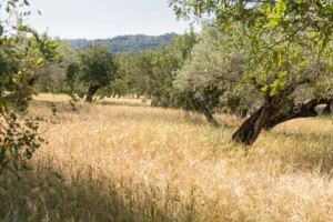 finca-monnaber-nou-41 - finca monnaber nou 41 - Hotel Rural Monnaber Nou Mallorca