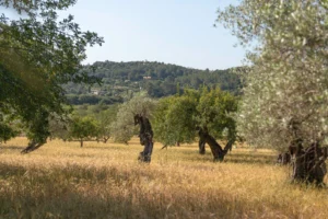 finca-monnaber-nou-42 - finca monnaber nou 42 - Hotel Rural Monnaber Nou Mallorca