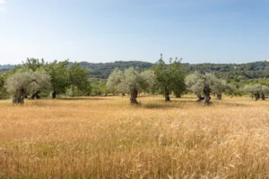 finca-monnaber-nou-43 - finca monnaber nou 43 - Hotel Rural Monnaber Nou Mallorca