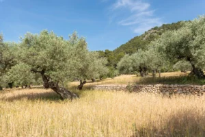 finca-monnaber-nou-44 - finca monnaber nou 44 - Hotel Rural Monnaber Nou Mallorca