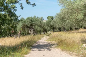 finca-monnaber-nou-45 - finca monnaber nou 45 - Hotel Rural Monnaber Nou Mallorca