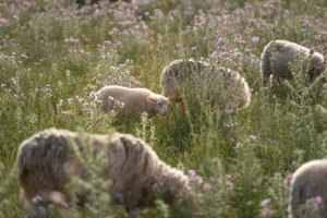 finca-monnaber-nou-7 - finca monnaber nou 7 - Hotel Rural Monnaber Nou Mallorca